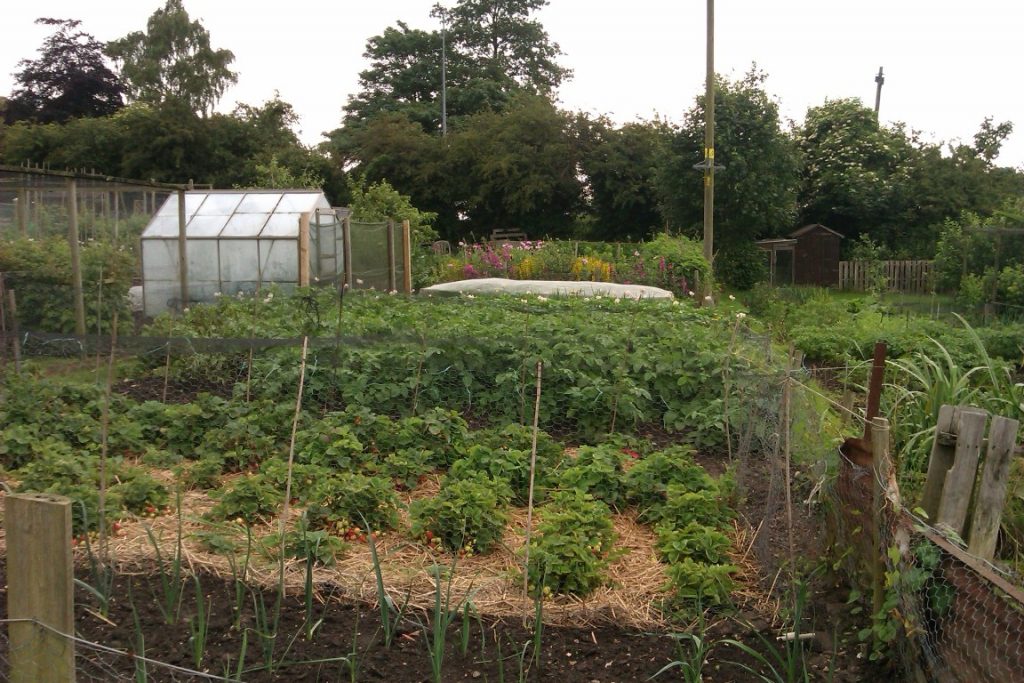 Louth Allotment