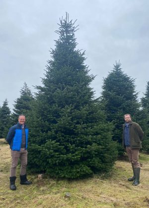 Picking a tree for Christmas 2020