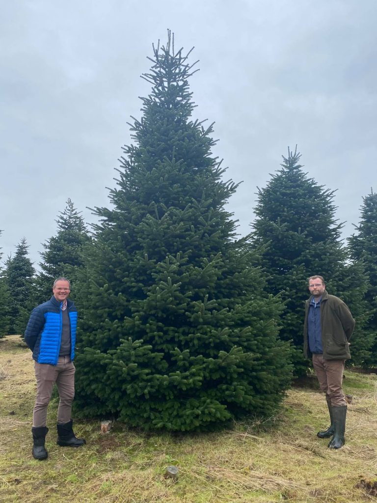 Picking a tree for Christmas 2020