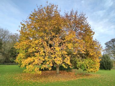 Louth's best loved tree